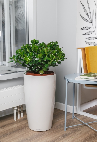 Крассула Овата 29/50 см