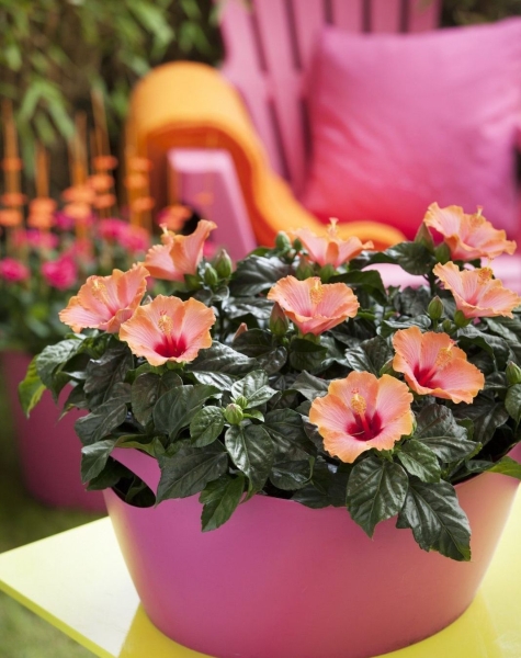 Гибискусы микс в Cottage 50 Гибискусы микс в Cottage 50