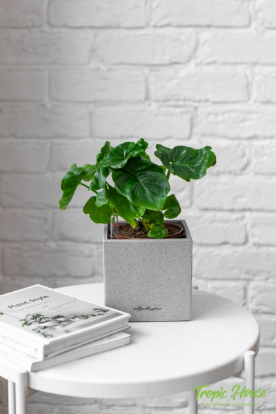 Филодендрон Атом в CANTO STONE 14