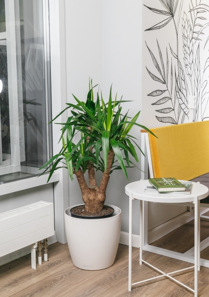 Юкка разветвленная 24/80 см