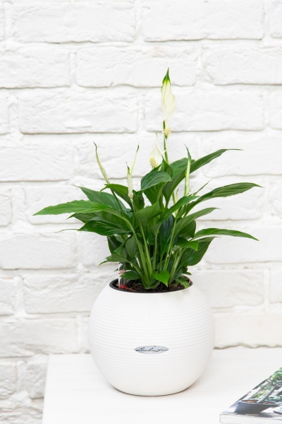 Спатифиллум 12/35 см в PURO 20
