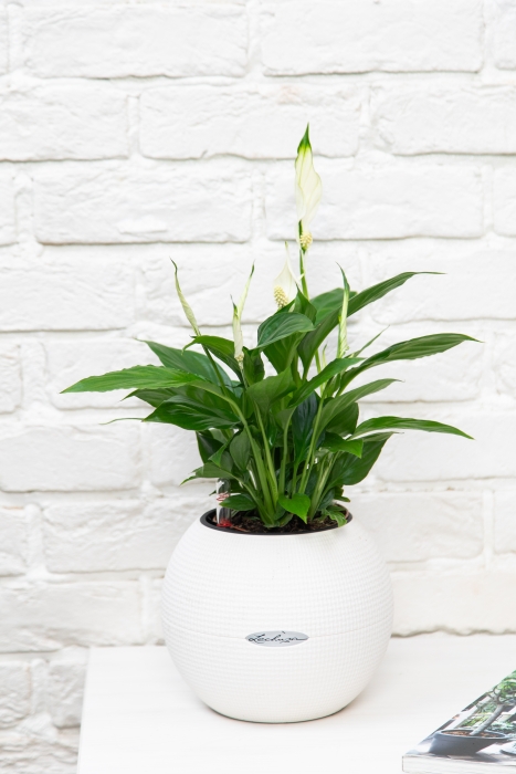 Спатифиллум 12/35 см в PURO 20