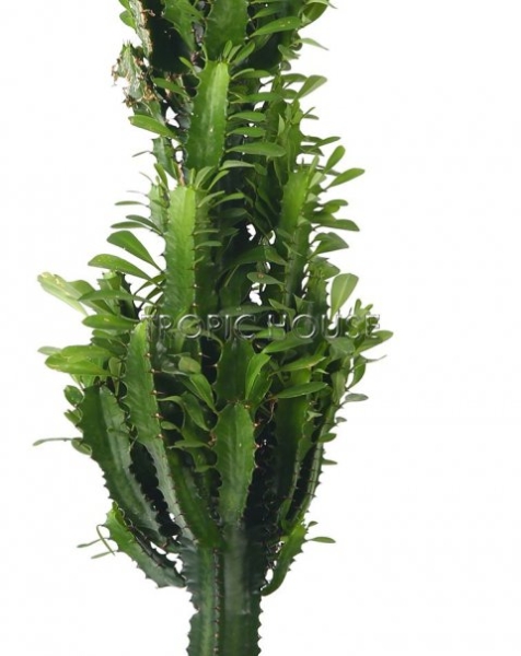 Эуфорбия Молочай тригона 17/75 см