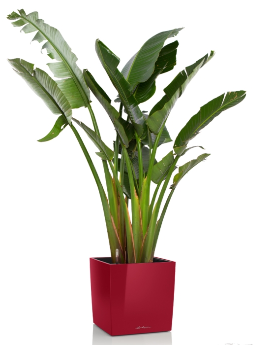 Стрелиция Николай CUBE 50/150 см Ярко-красный блестящий