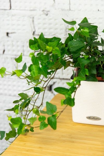 Хедера 12/20 см