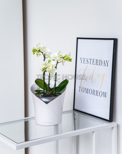 Орхидея Бьюти в ORCHIDEA 18 Орхидея Бьюти в ORCHIDEA 18