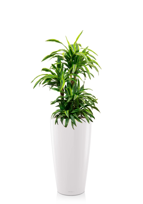 Драцена Лемон Лайм бранч 24/90 см в RONDO 32, белый блестящий