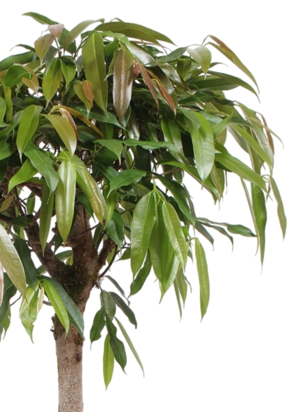 Фикус Амстел Кинг на штамбе 27/120 в RONDO 40 Фикус Амстел Кинг на штамбе 27/120 в RONDO 40