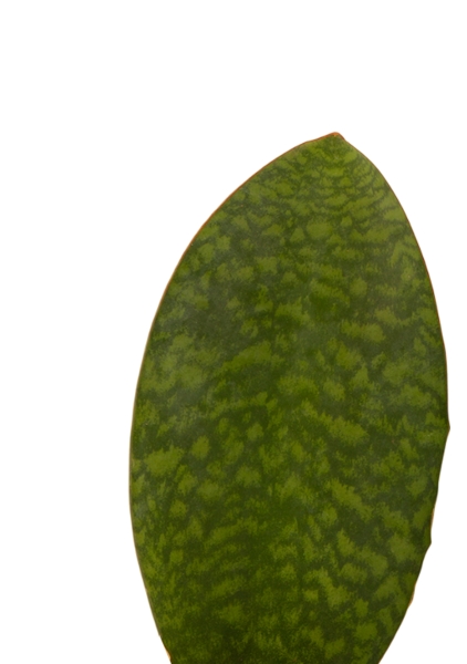 Сансевиерия Масониана Виктория 12/40 в CANTO STONE 14