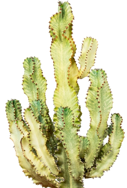 Эуфорбия Ингенс в CUBICO COLOR 40