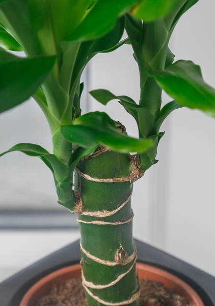 Драцена Джанет Линд 1 ствол 12/40 см