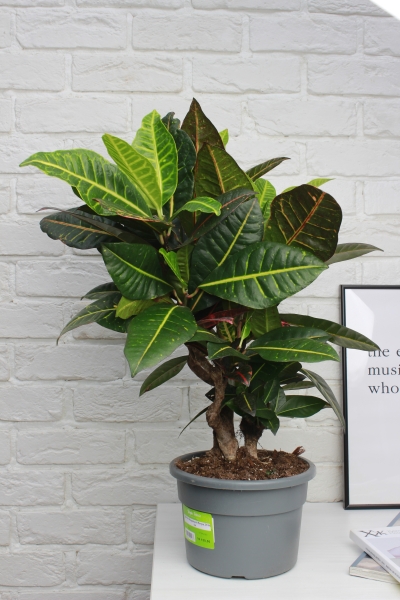 Кротон (Кодиеум) Петра 21/60 см в CLASSICO LS 28