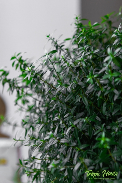 Мирт на стволе 19/75см