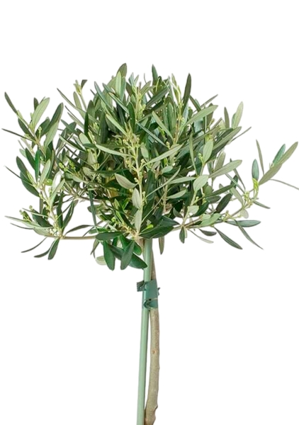 Олива на стволе в CLASSICO COLOR 21