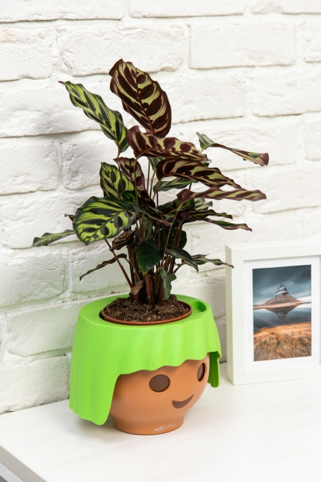 Калатея Макояна в OjO