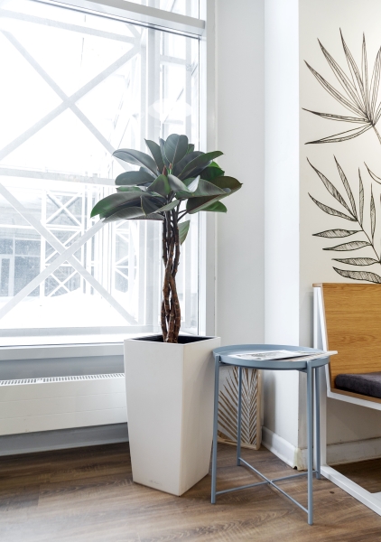 Фикус Эластика Бургунди СUBICO COLOR 30