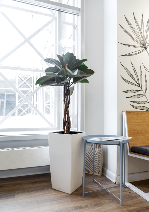 Фикус Эластика Бургунди СUBICO COLOR 30