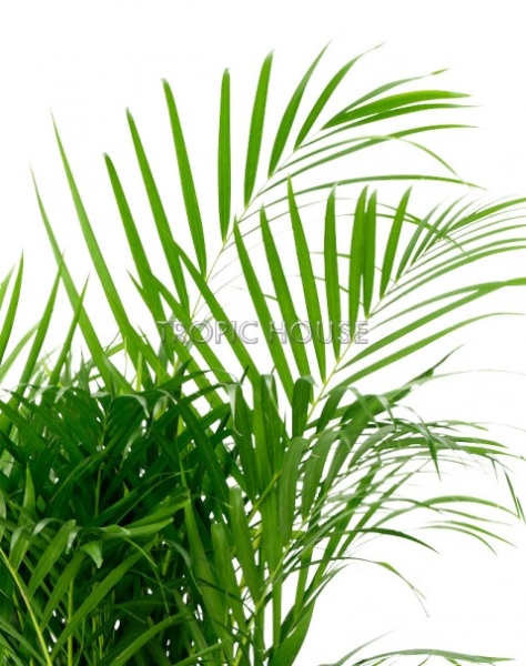 Хризалидокарпус Арека 30/200 см