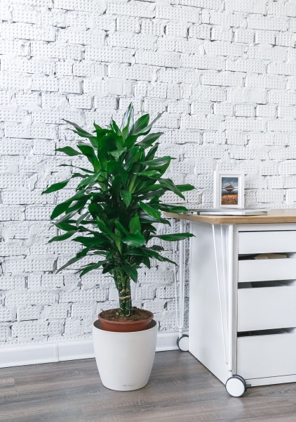 Драцена Джанет Линд бранч 24/120см