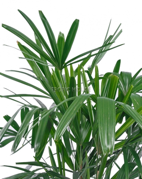 Рапис в RONDO 32