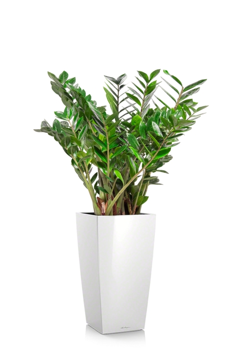 Замиокулькас 27/100 в CUBICO 30, белый блестящий