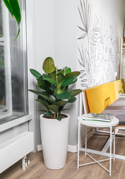 Фикус Эластика Робуста 3 ствола 27/90 см