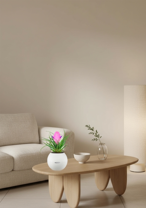 Тилландсия Анита в PURO 20