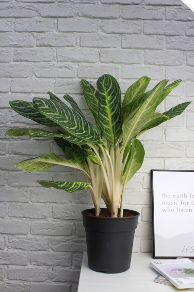 Аглаонема Кей Лайм 24/70 см