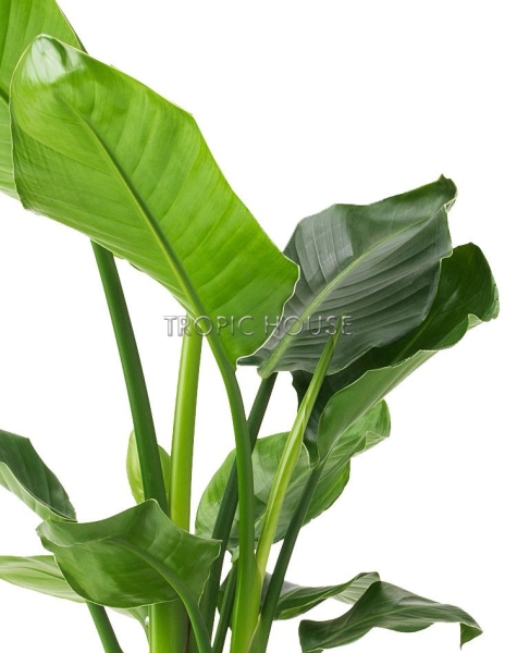 Стрелиция Николай 17/90 см в CILINDRO 23 Стрелиция Николай 17/90 см в CILINDRO 23