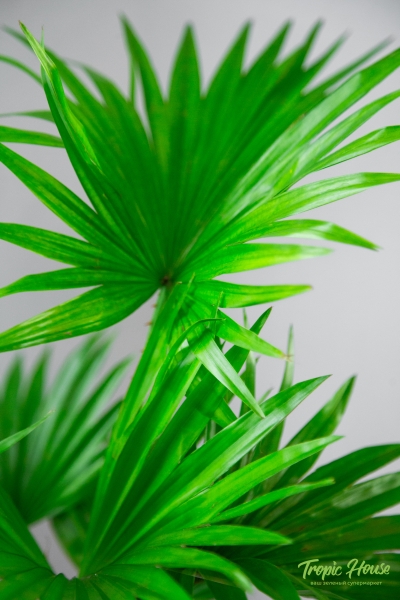 Ливистона 15/50 см