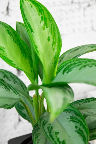 Аглаонема Сильвер Бей 14/40 см