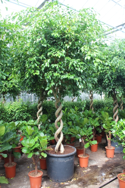 Фикус Экзотика двойная спираль 70/400 см Фикус Экзотика двойная спираль 70/400 см