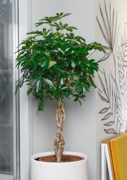 Шеффлера Компакта переплетенная 35/130 см