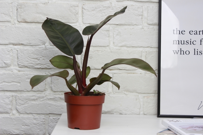 Филодендрон Блэк Кардинал 12/40 см