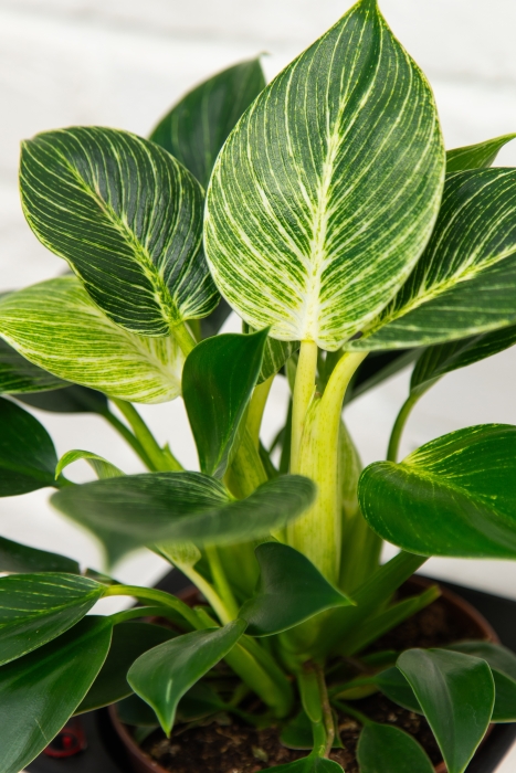 Филодендрон Биркин 12/30 см