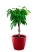 Фикус Амстел Кинг переплетенный 30/140 см в CLASSICO LS 28