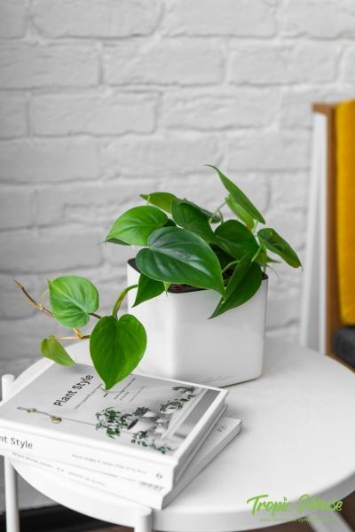 Филодендрон Сканденс 12/20 см в CUBE GLOSSY 14 Филодендрон Сканденс 12/20 см в CUBE GLOSSY 14