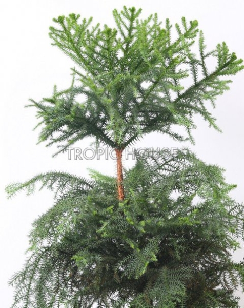 Араукария Бонсай в RONDO 40