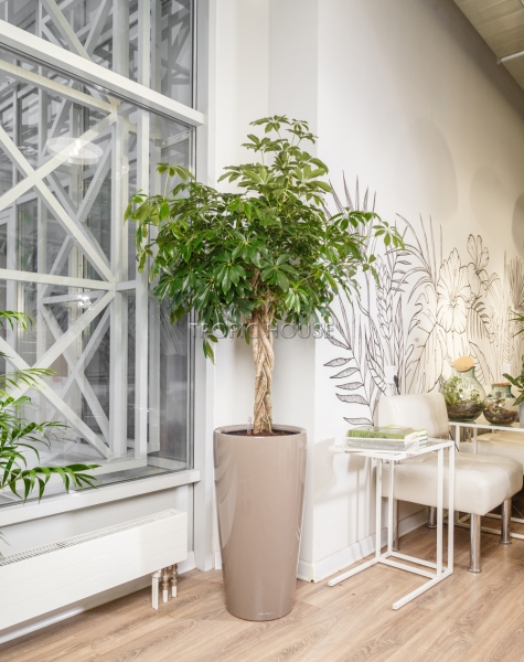 Шеффлера переплетенная в RONDO 40 Шеффлера переплетенная в RONDO 40