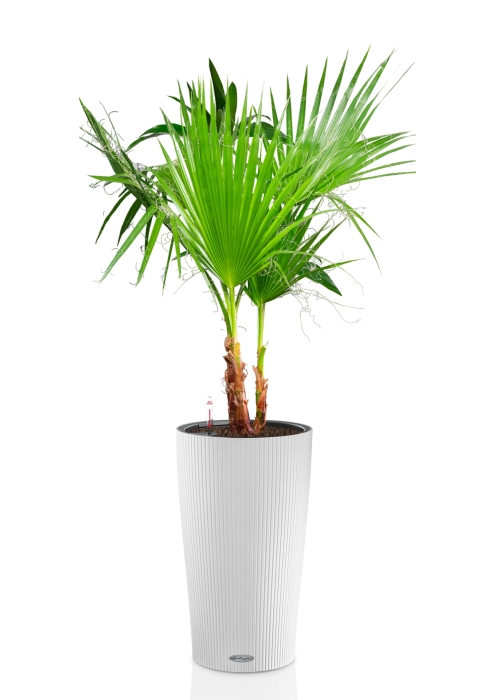 Вашингтония в CILINDRO 32