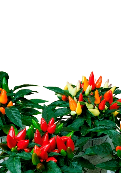 Капсикум микс 10/25 см