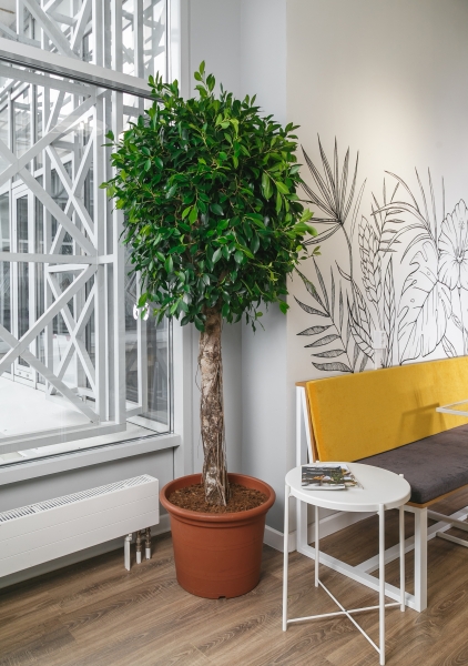 Фикус Бенджамина Экзотика на штамбе 50/190 см