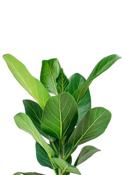 Фикус Бенгальский Одри 14/30 см в CLASSICO COLOR 18