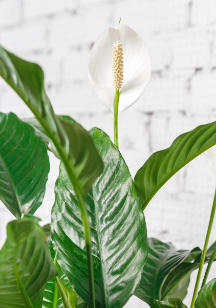 Спатифиллум 19/75 см