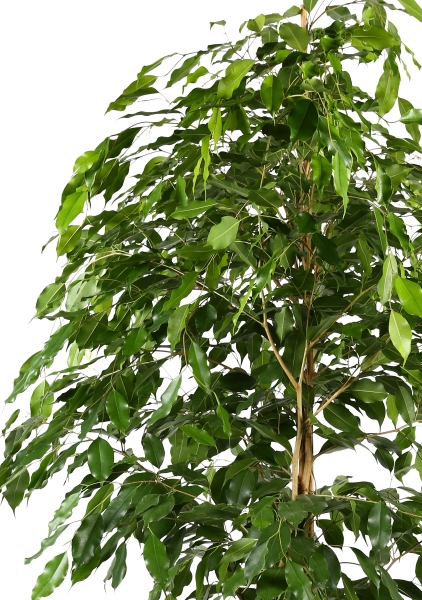 Фикус Бенджамина Экзотика пирамида 30/180 см