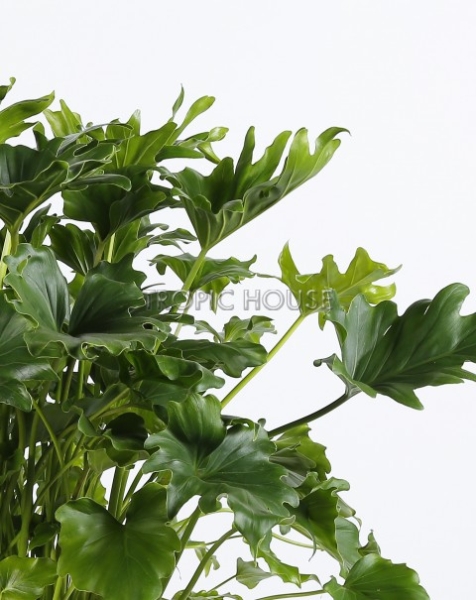 Филодендрон Селлоу в CARARO 75