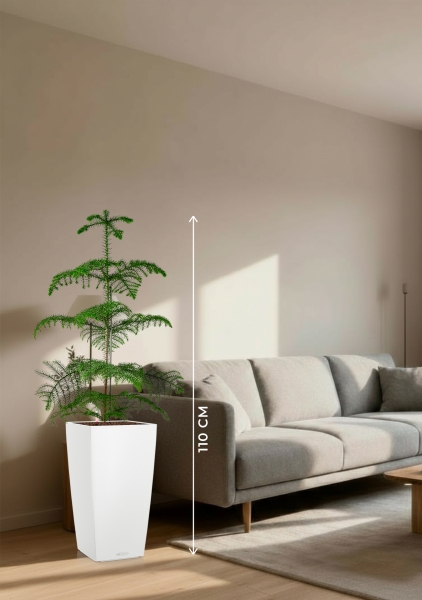 Араукария гетерофилла 24/110 в CUBICO COLOR 30