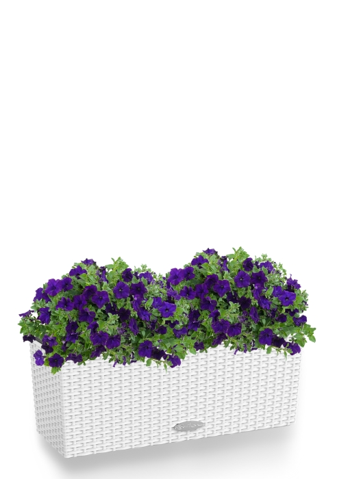Петуния фиолетовая Cottage 50 /40 см, белый