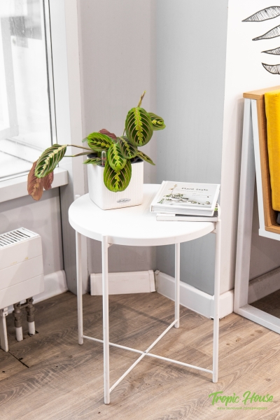 Маранта в CUBE 14 Маранта в CUBE 14