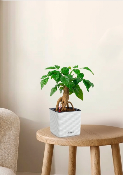 Радермахера бонсай 12/30 см в CUBE Color 14